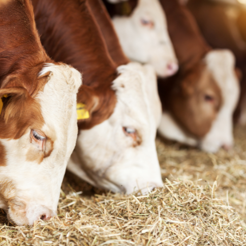 Cows eating hay.