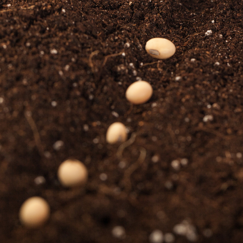 A close-up of garden seeds in soil.