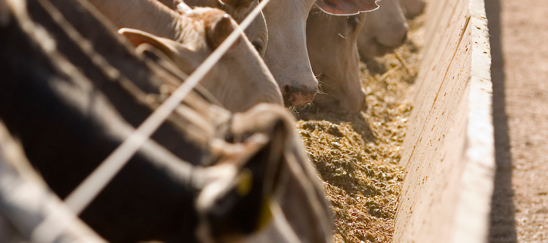Cows eating hay.